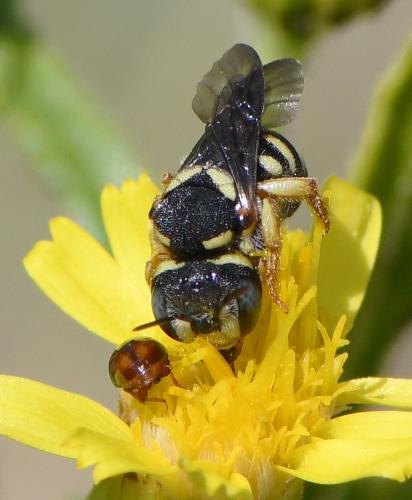 Pseudoanthidium sp.